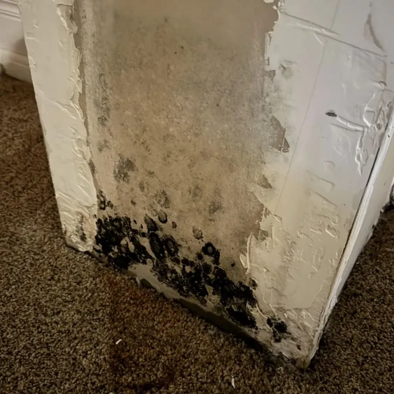 Professional Mold Removal in West Mountain, UT